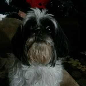 Meet your Posher, Nora