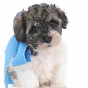 Meet your Posher, Annie