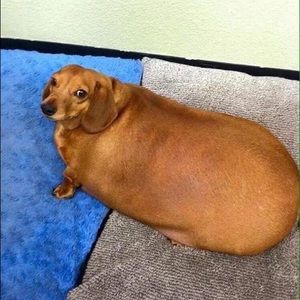 Meet your Posher, Irene