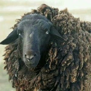 Meet your Posher, Dawn