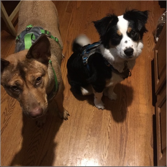 Meet your posher! - Picture 4 of 4