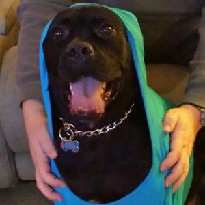 Meet your Posher, Shelby