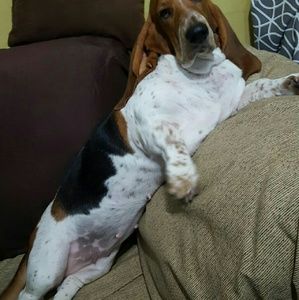 Meet your Posher, Elvin