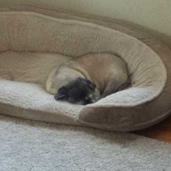 Meet your Posher, Lauren - Picture 1 of 1