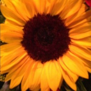 Meet your Posher, Candace