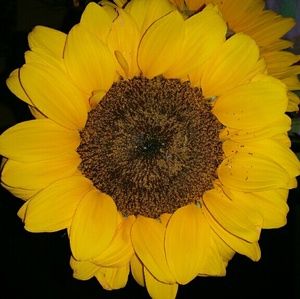 Meet your Posher, Sonia