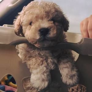 Meet your Posher, Faith