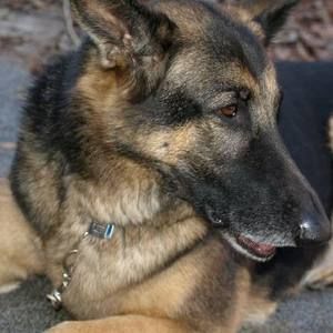 Meet your Posher, Sammy