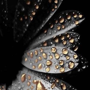 Meet your Posher, Randi