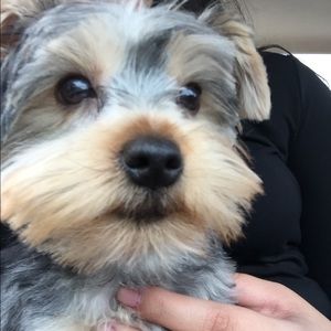 Meet your Posher, Carolaine