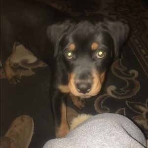 Meet your Posher, Joyce