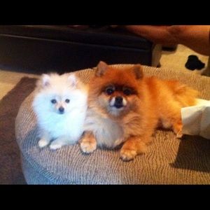 Meet your Posher, Melody