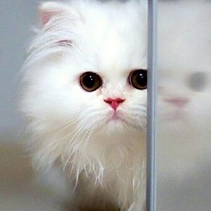 Meet your Posher, Jill