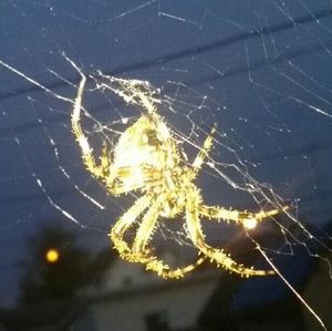 Meet your Posher, Jeremy