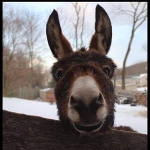 Meet your Posher, Debbie