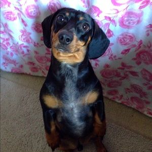 Meet your Posher, Lucy