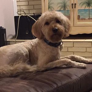 Meet your Posher, Taylor