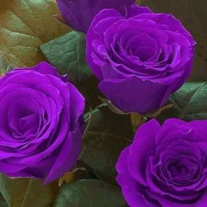 Meet your Posher, Summer