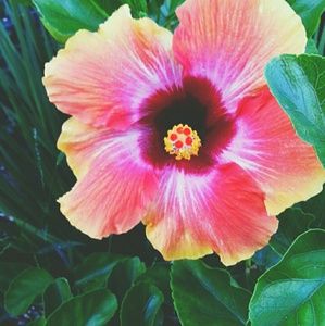 Meet your Posher, Reanna