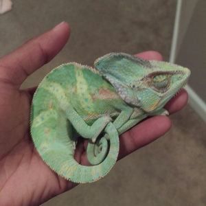 Meet your Posher, Jade