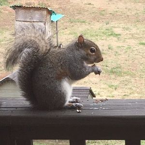 Meet your Posher, Pam