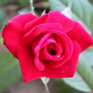 Meet your Posher, Madelynn