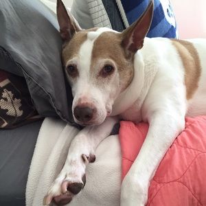 Meet your Posher, Amanda