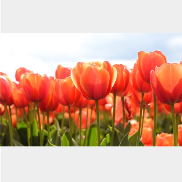 Meet your Posher, Nicole - Picture 1 of 1