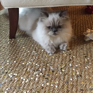 Meet your Posher, Elizabeth