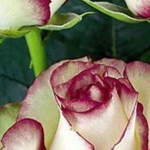 Meet your Posher, Norma