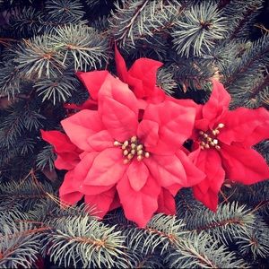 Meet your Posher, Roberta