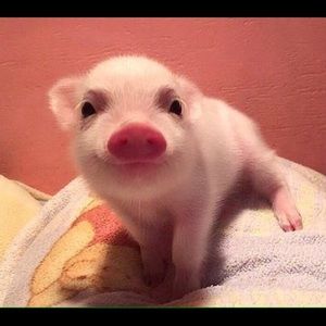 Meet your Posher, Briana