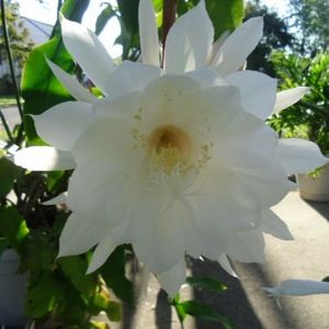 Meet your Posher, Virginia