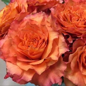 Meet your Posher, Lee