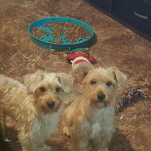 Meet your Posher, Dolly