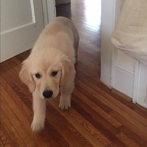 Meet your Posher, India