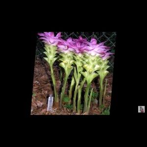 Meet your Posher, Luz