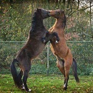 Meet your Posher, Linda