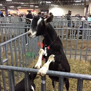 Meet your Posher, Maddie