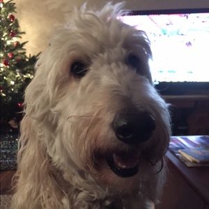 Meet your Posher, Suzanne