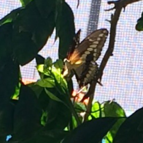 Meet your Posher, Ivizarda - Picture 2 of 4