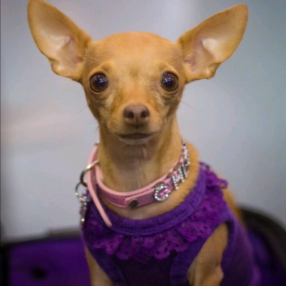 Meet your Posher, Allison - Picture 2 of 4