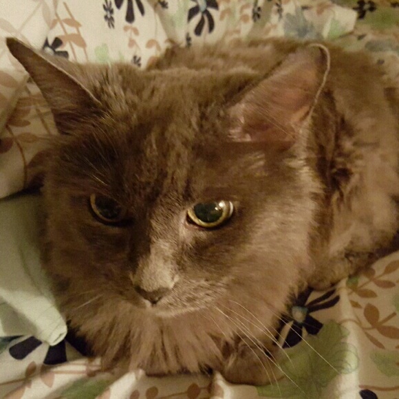 Meet your Posher, PJ - Picture 2 of 4
