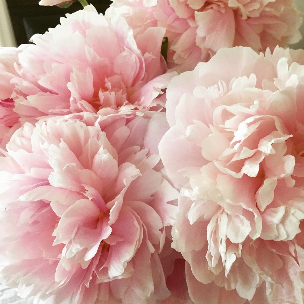 Meet your Posher, Camille