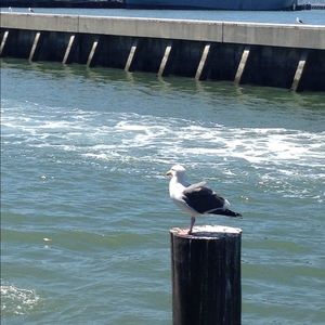 Meet your Posher, Abby