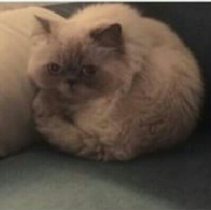 Meet your Posher, Anissa