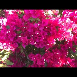 Meet your Posher, Paula