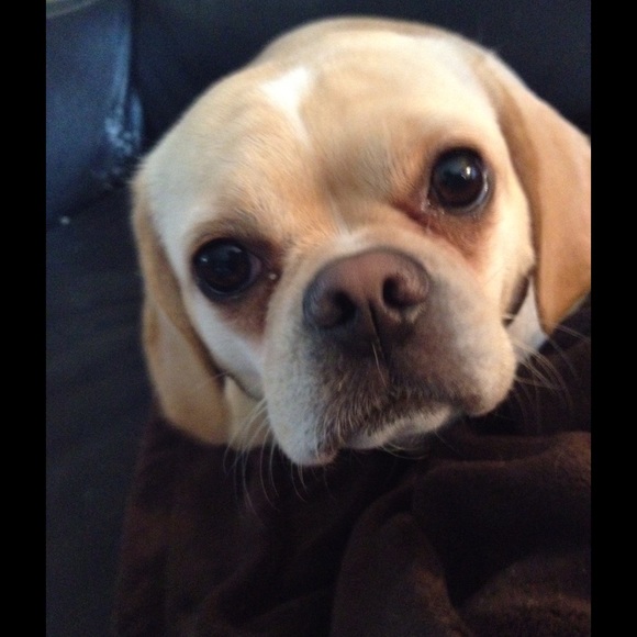 Meet your Posher, Monica