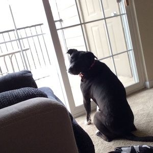 Meet your Posher, Abby