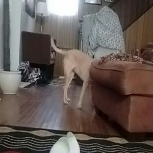 Meet your Posher, Shea